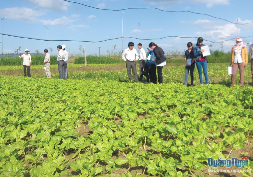 Sở NN&PTNT kiểm tra và giám sát quy trình sản xuất rau tại xã Nghĩa Dũng (TP.Quảng Ngãi).