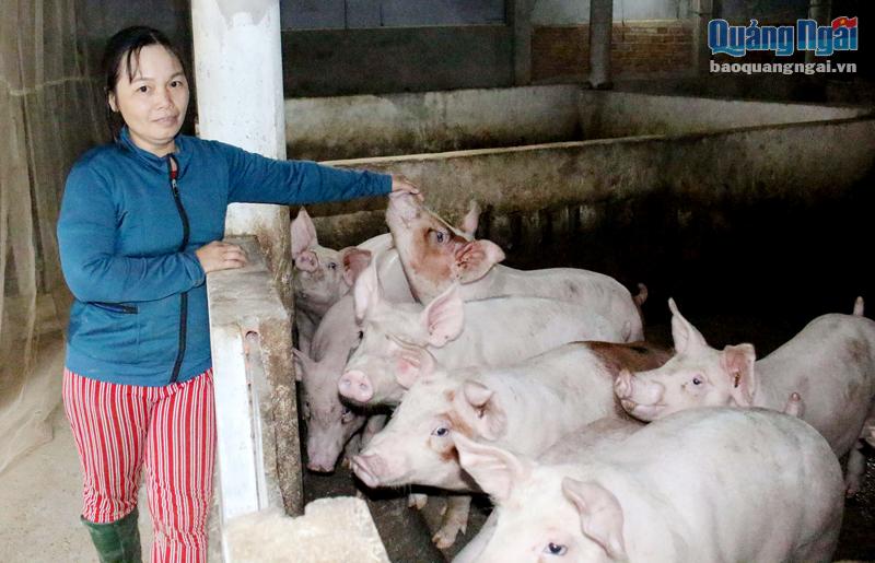 Gia đình chị Điệp Thị Ánh Chi ở xã Hành Phước (Nghĩa Hành) thường xuyên áp dụng các biện pháp phòng, chống dịch bệnh trên đàn gia súc.