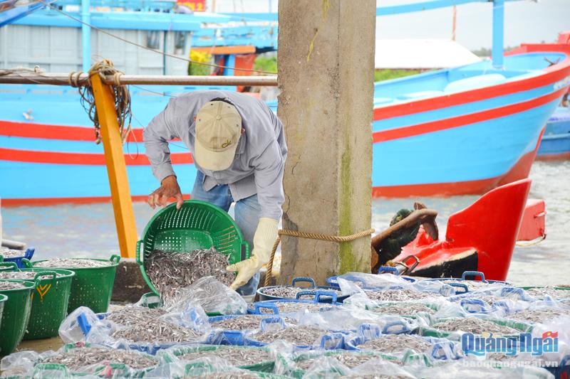 Ngư dân bốc dỡ hải sản tại Cảng cá Tịnh Kỳ (TP.Quảng Ngãi).