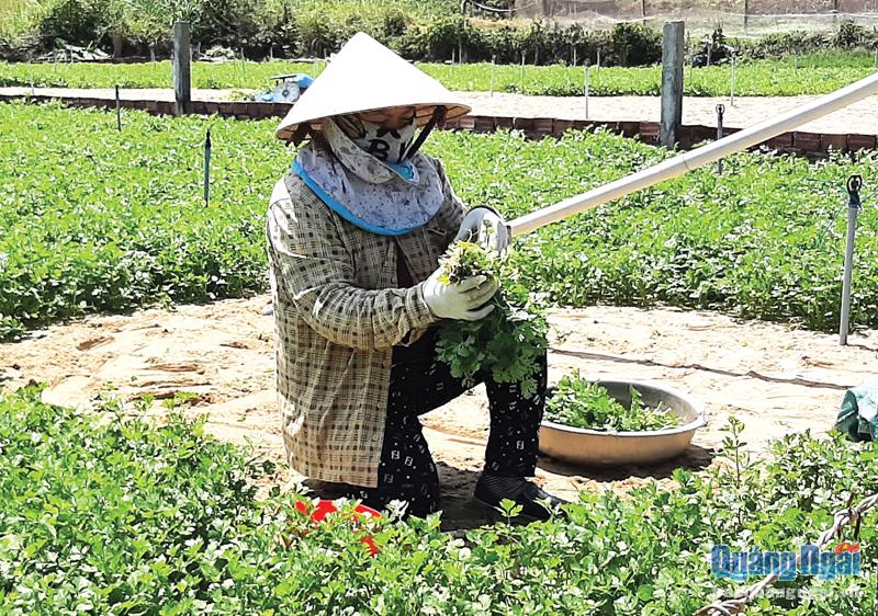 Người dân xã Bình Hải (Bình Sơn) thu hoạch rau xanh.  Ảnh: Bá Sơn