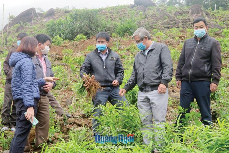 Mô hình trồng gừng gió ở xã Sơn Trà (Trà Bồng) đã mở ra hướng phát triển kinh tế mới cho người dân.         Ảnh: PV