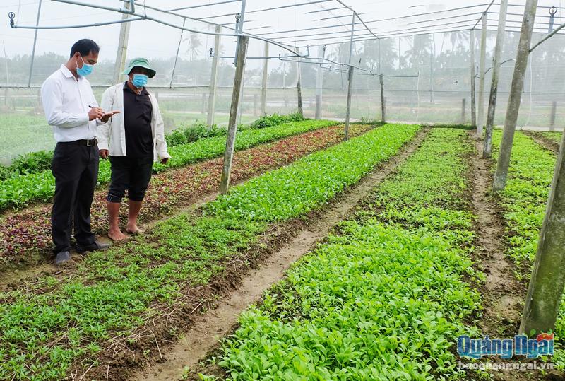 Mô hình trồng rau  sạch của ông Tiêu Văn Cầm, ở xã Nghĩa Hà (TP.Quảng Ngãi) mang lại hiệu quả kinh tế cao.  Ảnh: Huỳnh Thảo