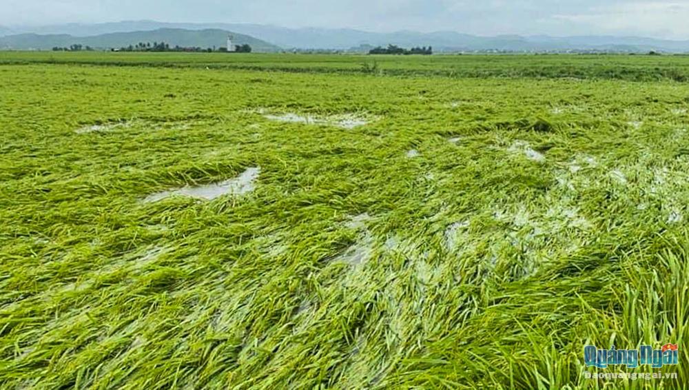 Nhiều diện tích lúa tại huyện Mộ Đức bị ngã rạp do mưa lớn