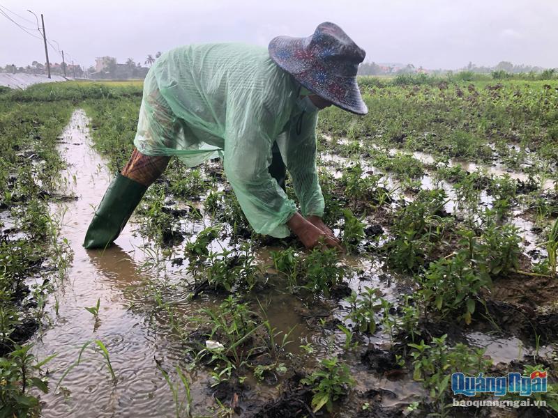 Bà Nguyễn Thị Thái, ở thôn 1, xã Nghĩa Dũng (TP.Quảng Ngãi), kiểm tra vườn rau ngập úng của gia đình.