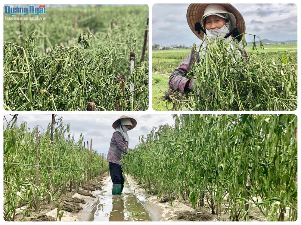 Video: Ngành nông nghiệp Bình Sơn bị thiệt hại nặng