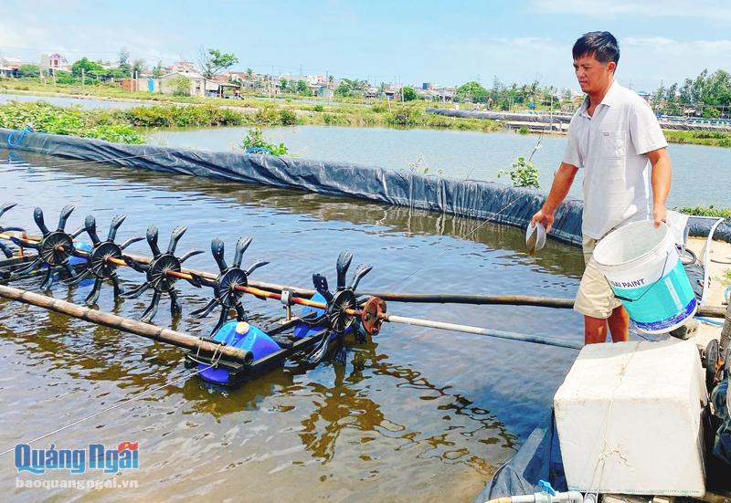 Ông Bùi Duy Trai, ở thôn Tân Mỹ, xã Bình Chánh (Bình Sơn), kiểm tra hồ tôm. 