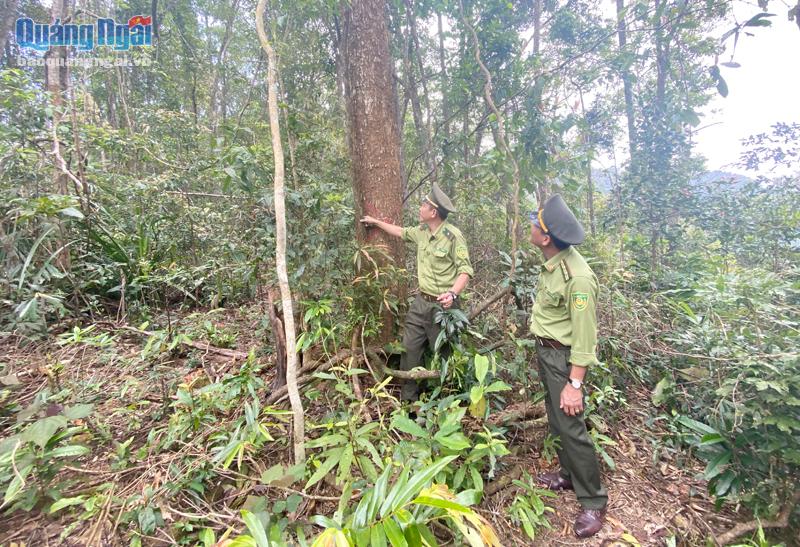 Cán bộ kiểm lâm tuần tra, bảo vệ rừng tại huyện Minh Long.