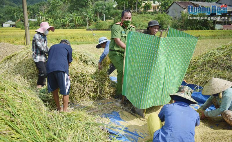 Đại úy Hồ Văn Định giúp người dân thu hoạch lúa.
