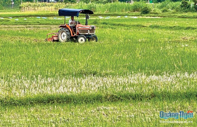 Nông dân xã Hành Thuận (Nghĩa Hành) có đất lúa dự kiến bị thu hồi để làm đường Cao tốc Bắc - Nam phía đông làm đất chuẩn bị gieo sạ lúa hè thu. 