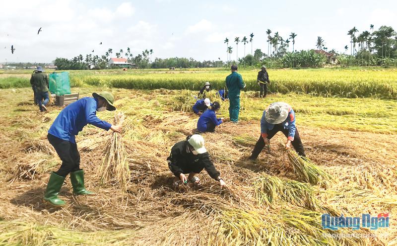 Đoàn viên, thanh niên xã Đức Hòa (Mộ Đức) gặt lúa giúp nông dân.  Ảnh H.THÀNH
