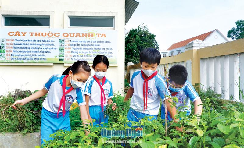 Học sinh Trường Tiểu học Tây Hiệp, xã Nghĩa Hiệp (Tư Nghĩa) chăm sóc vườn cây thuốc Nam.