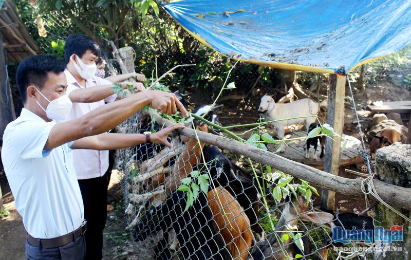 Nhiều hội viên, nông dân ở xã Sơn Thượng (Sơn Hà) có thu nhập khá nhờ tham gia vào Chi hội Nghề nghiệp chăn nuôi dê.