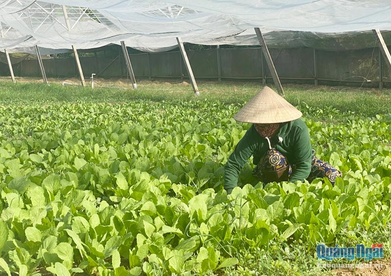 Công nhân Công ty TNHH Nông nghiệp công nghệ cao Qnasafe sản xuất rau sạch tại xã Nghĩa Hiệp (Tư Nghĩa).