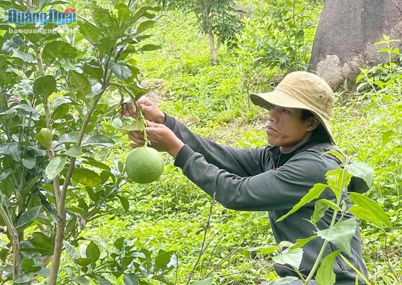Vườn bưởi da xanh của anh Đinh Văn Linh, ở Mang Ve, đã bắt đầu cho quả.    Ảnh: T.Nhị