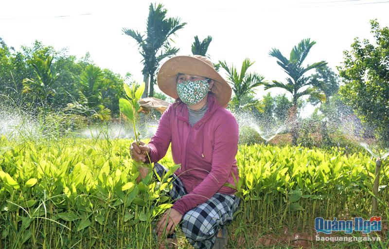 Vườn ươm keo giống của chị Đào Thị Vân, ở thôn Hưng Nhượng Nam, xã Tịnh Đông (Sơn Tịnh). 