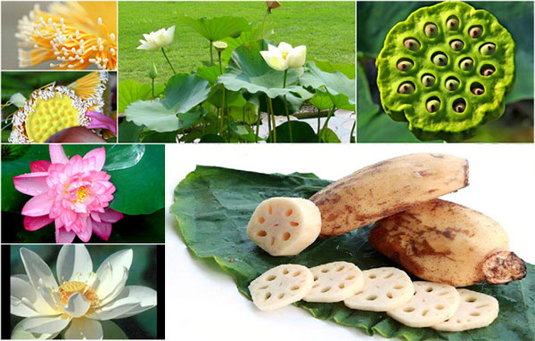 Tất cả các bộ phận của cây sen (hạt sen, tâm sen, lá sen, ngó sen… ) đều được dùng làm thuốc.