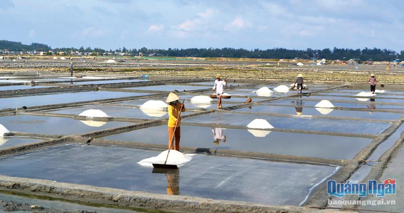 Diêm dân Sa Huỳnh thu hoạch muối.