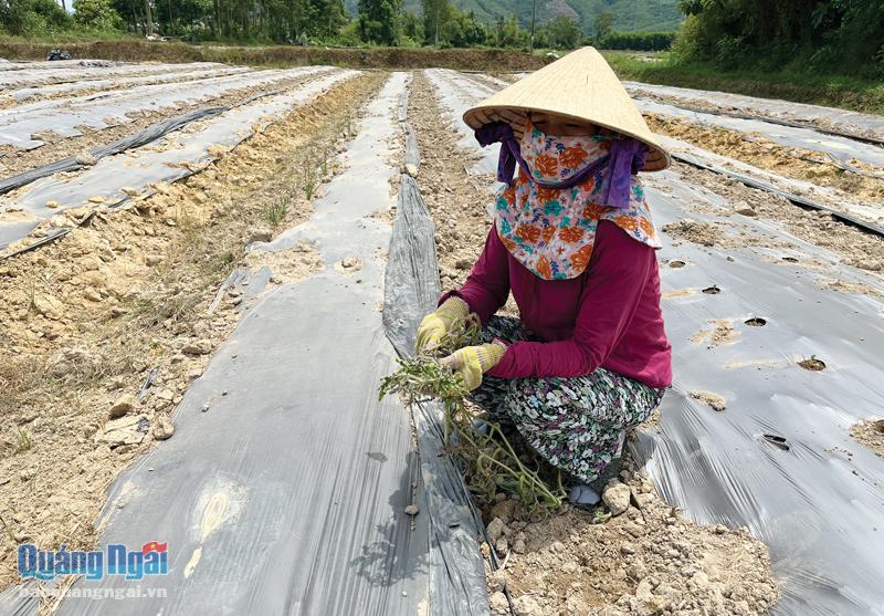 Bà Huỳnh Thị Sương, ở xã Phổ Phong (TX.Đức Phổ), phải nhổ bỏ hơn 6 sào dưa hấu vì mắc bệnh héo xanh, không phát triển ngọn.