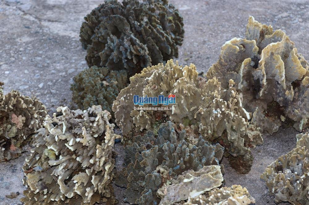 Tiêu hủy 27 cây san hô do ngư dân khai thác trên vùng biển đảo Lý Sơn