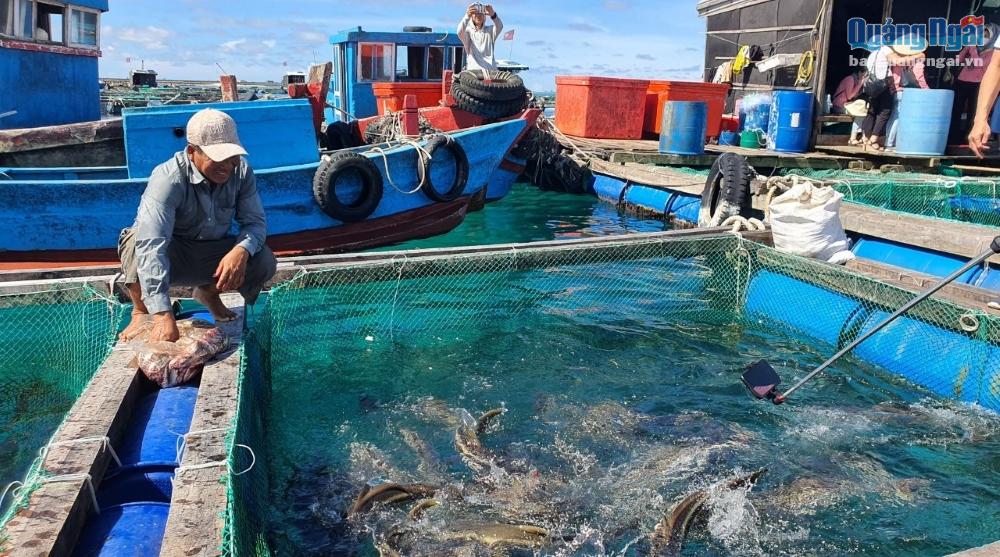 Người nuôi cá bớp ở Lý Sơn phấn khởi vì giá bán tăng cao