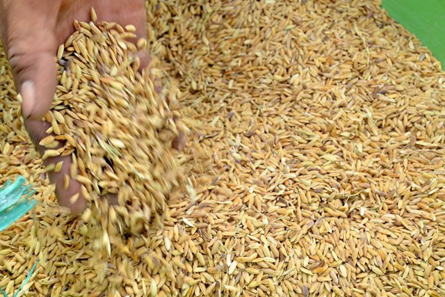 Xuất cấp 647,3 tấn hạt giống lúa hỗ trợ tỉnh Quảng Ngãi