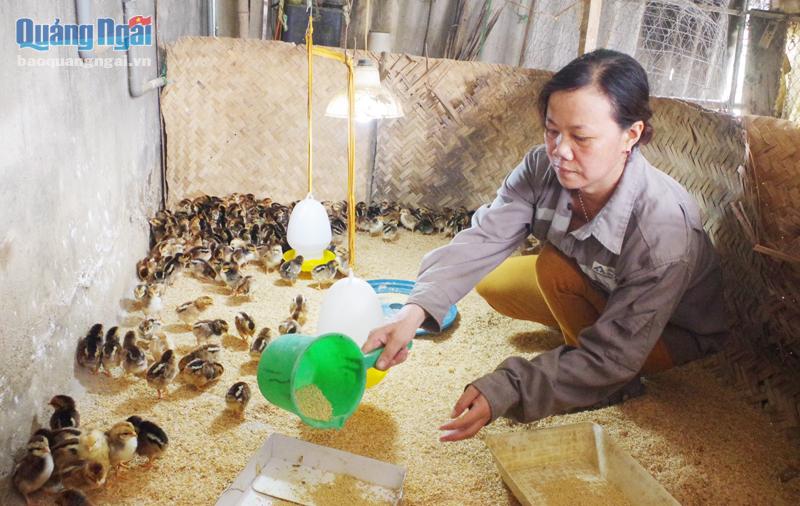 Nhờ tham gia Tổ liên kết chăn nuôi và tiêu thụ gà ta thả vườn, nhiều phụ nữ ở xã Nghĩa Dũng (TP.Quảng Ngãi) đã mở rộng được quy mô chăn nuôi, phát triển kinh tế gia đình.
