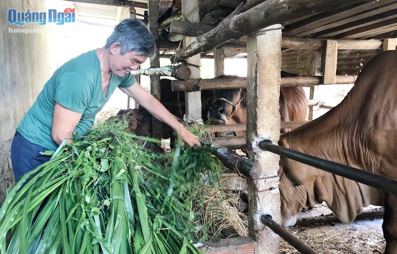 Ông Lê Kiều Dũng, ở phường Nguyễn Nghiêm (TX.Đức Phổ), vươn lên làm giàu từ mô hình nuôi bò thịt lai. 