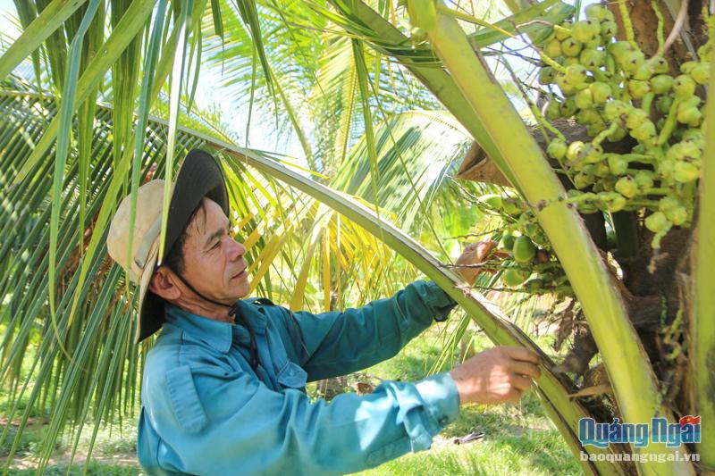 Vườn dừa xiêm của ông Đỗ Kiều Tiễn, ở thôn Bình Trung, xã Trà Bình (Trà Bồng), đã bắt đầu cho trái.    ảnh: K.Trang