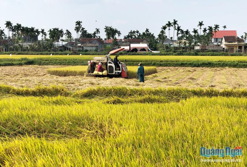 Nông dân trong tỉnh tập trung thu hoạch lúa hè thu.