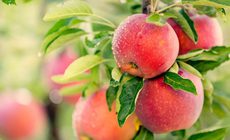 Đường trong trái cây có tốt cho sức khỏe?