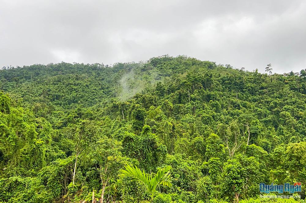 Tăng cường quản lý nhà nước trong việc theo dõi diễn biến rừng