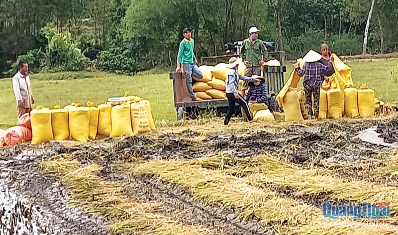 Mô hình “Sản xuất lúa giống” ở thôn Trà Nô, xã Ba Tô (Ba Tơ), cho hiệu quả kinh tế cao.