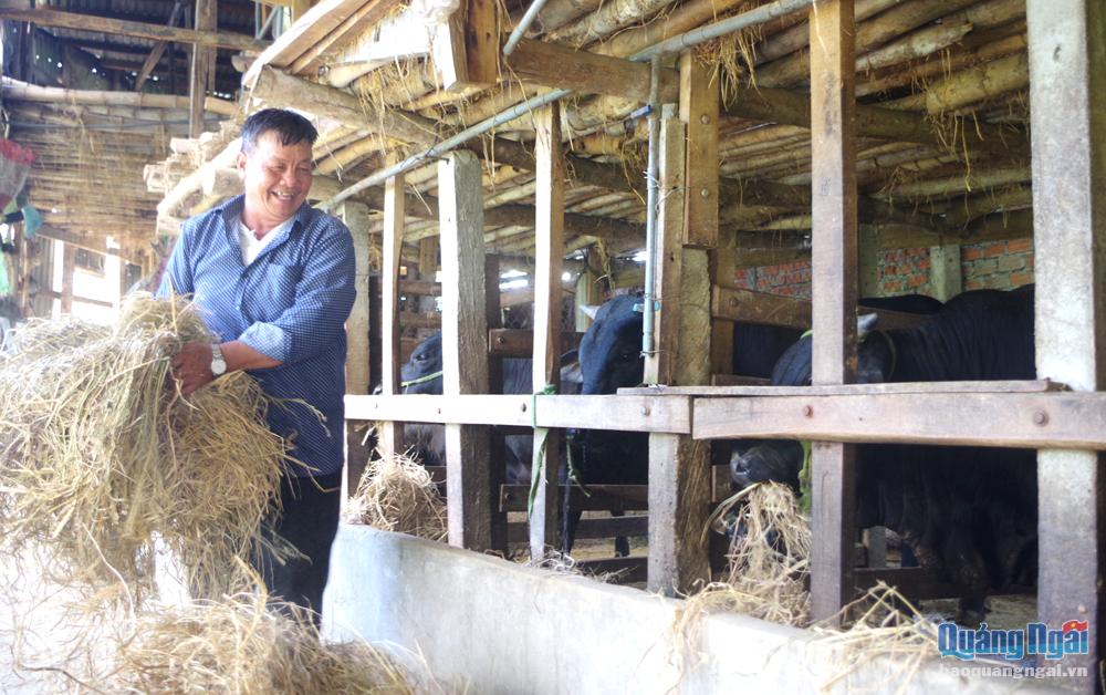 Ông Nguyễn Xuân Quyền, ở thôn Thọ Lộc Đông, xã Tịnh Hà, chăm sóc đàn bò của gia đình.  Ảnh: H.THU