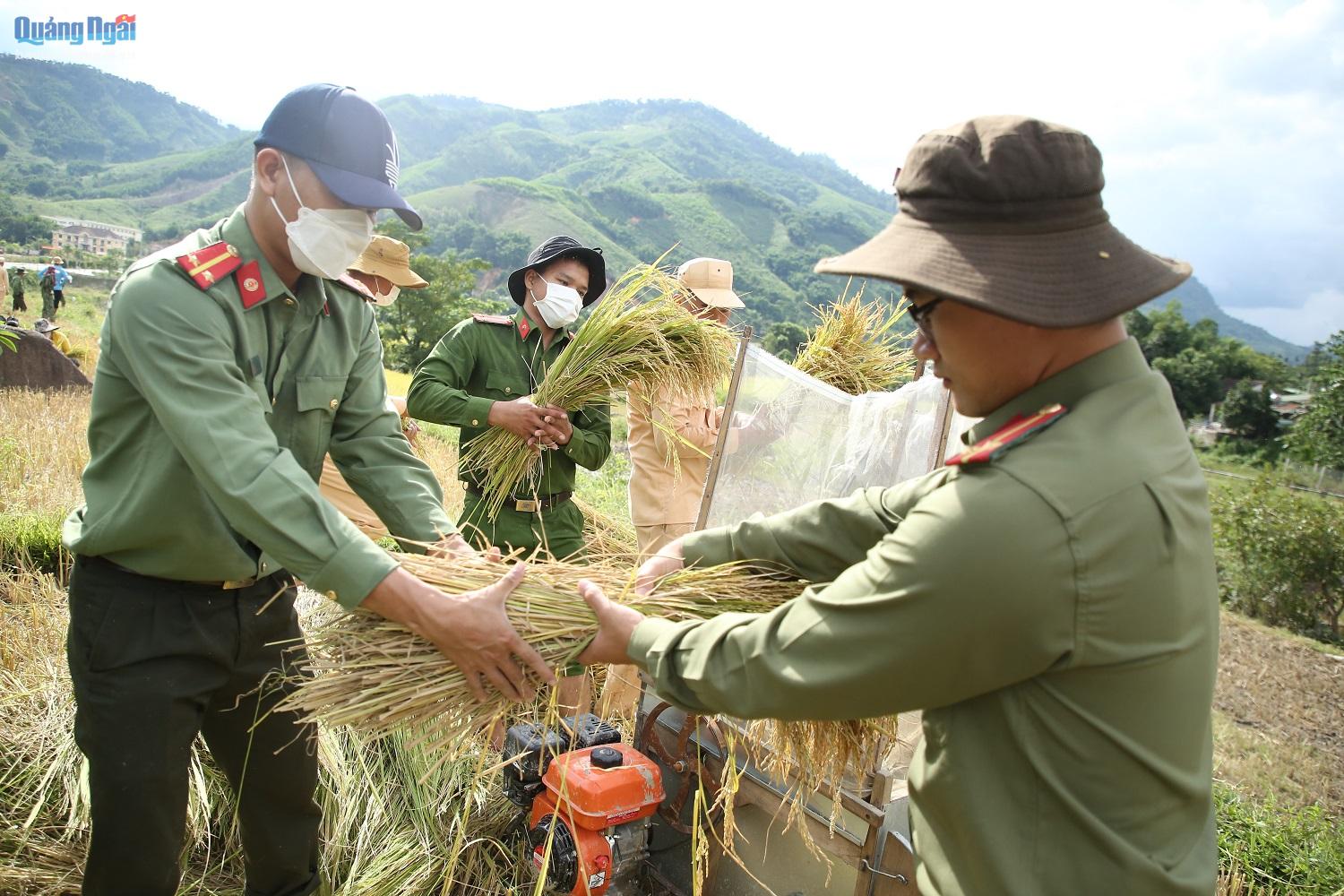 Công an huyện Sơn Tây giúp dân gặt lúa