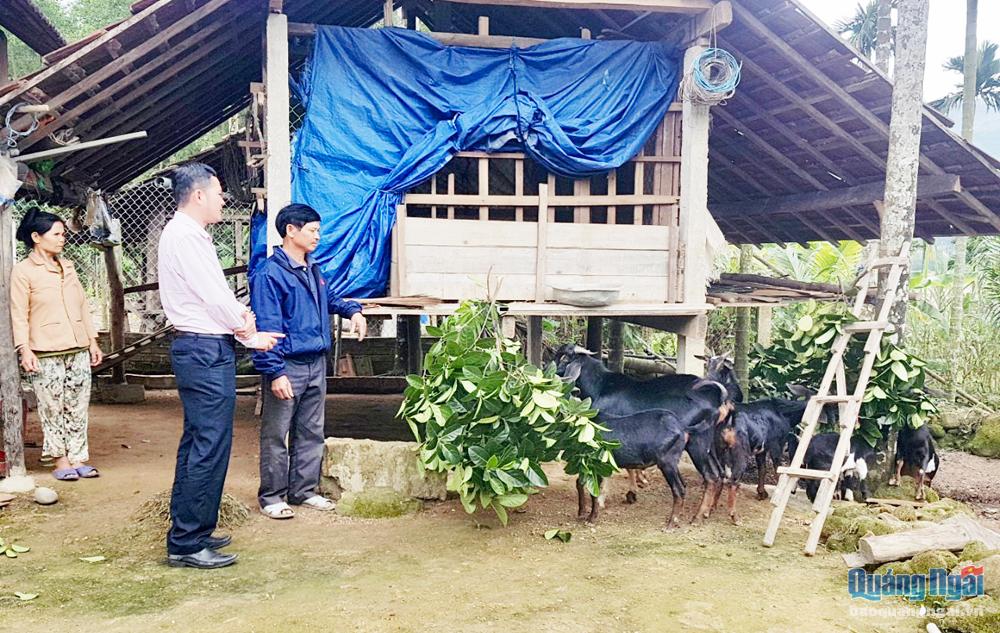 Nhờ nguồn vốn vay ưu đãi, người dân huyện Sơn Hà đã có điều kiện phát triển chăn nuôi, nâng cao thu nhập. 