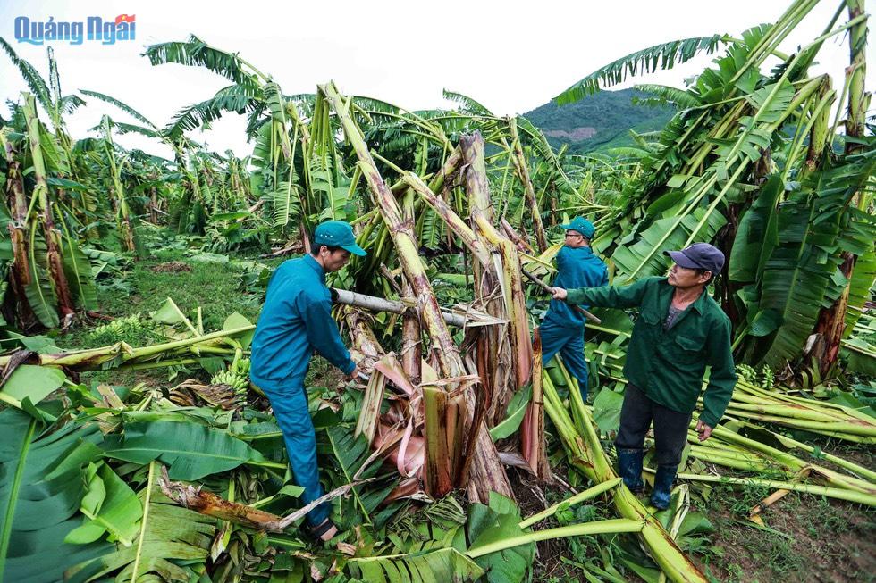 Lực lượng dân quân xã Hành Tín Đông (Nghĩa Hành) giúp dân dọn dẹp vườn chuối bị ngã đổ do bão số 4.