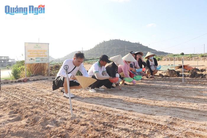 Du khách trải nghiệm trồng tỏi tại huyện Lý Sơn.