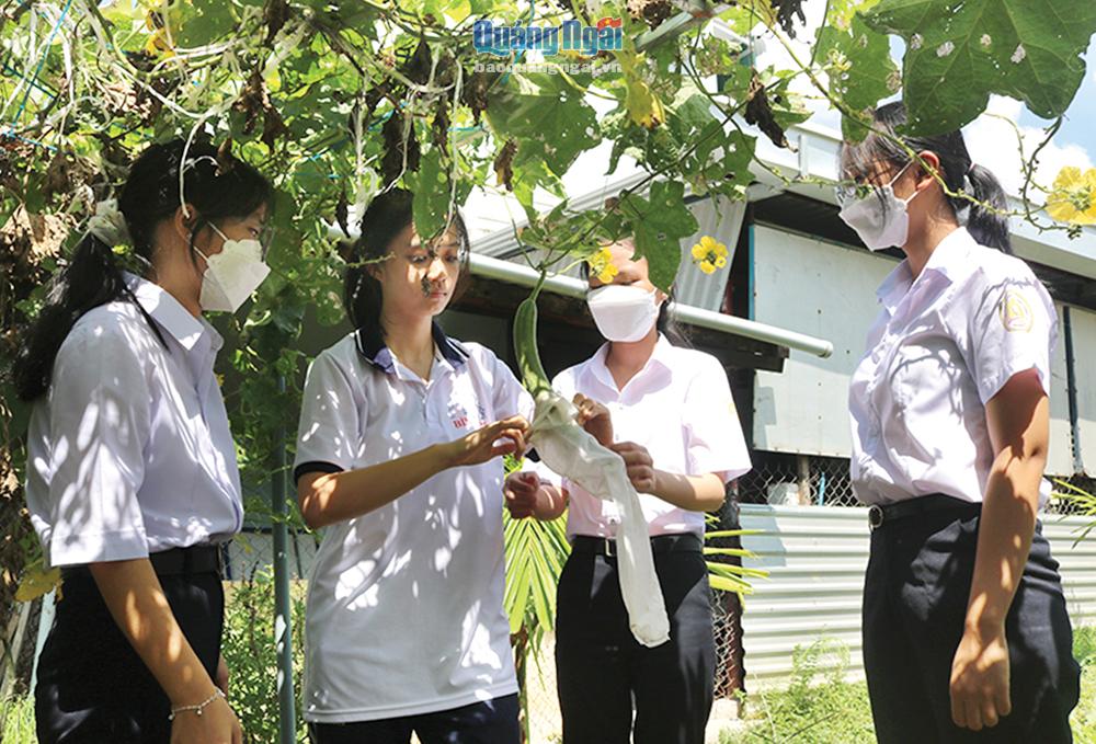 Học sinh Trường THPT Bình Sơn chăm sóc vườn rau tại khu hoạt động trải nghiệm. 