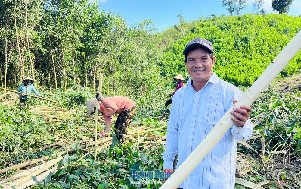 Nhờ sự cần cù, chịu khó, ông Đinh Tràu, ở xã Sơn Linh (Sơn Hà) đã vươn lên thoát nghèo, có thu nhập hàng trăm triệu đồng mỗi năm. 