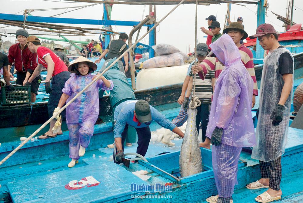 Ngư dân xã Phổ Châu (TX.Đức Phổ) cập cảng cá Trường Xuân, xã Tam Quan Bắc (Bình Định) để bán cá.  Ảnh: H.H