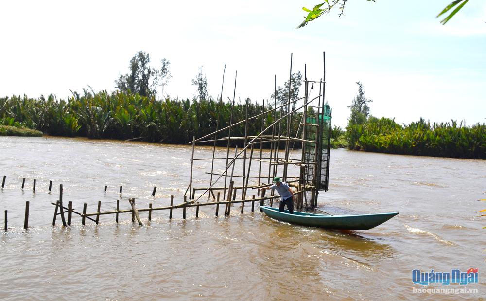 Người dân xóm Cà Ninh, thôn Phú Long 3, xã Bình Phước (Bình Sơn) đặt nò trên sông Cà Ninh để bẫy cá, tôm.