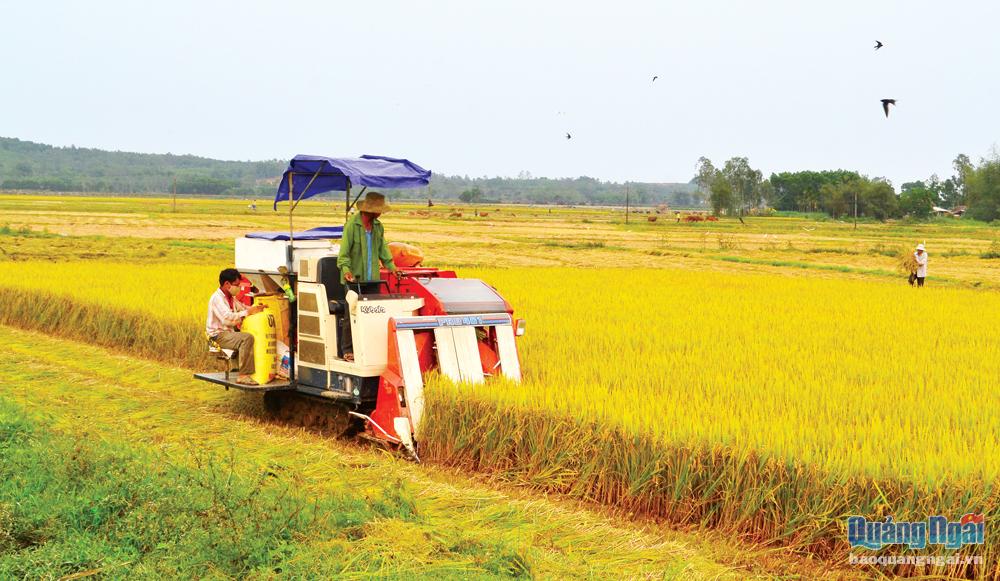 Chi hội nghề nghiệp máy gặt đập liên hợp, máy băm đất xã Bình Chương (Bình Sơn) thu hoạch lúa cho người dân địa phương.