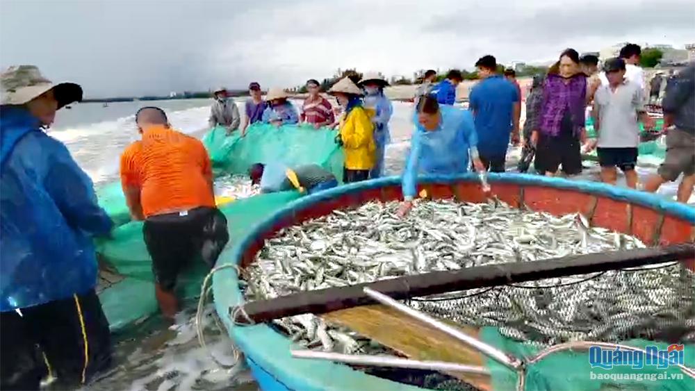 Kéo lưới rùng gần bờ, ngư dân trúng đậm mẻ cá 3 tấn