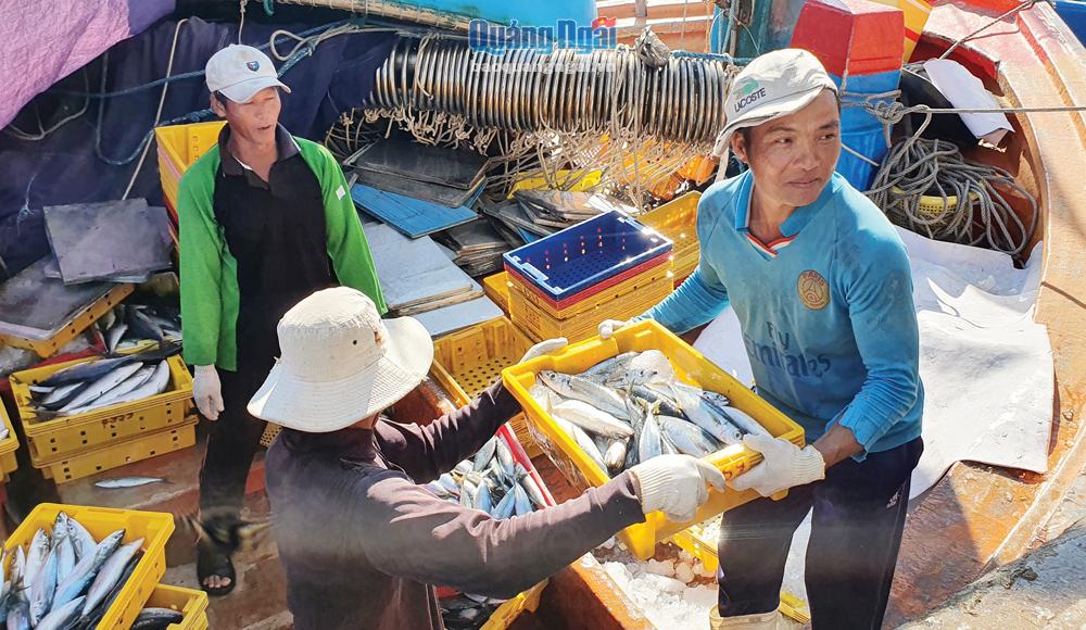 Ngư dân trên tàu của anh Huỳnh Luận bốc dỡ hải sản tại cảng Tịnh Hòa (TP.Quảng Ngãi) sau 7 ngày vươn khơi. 
