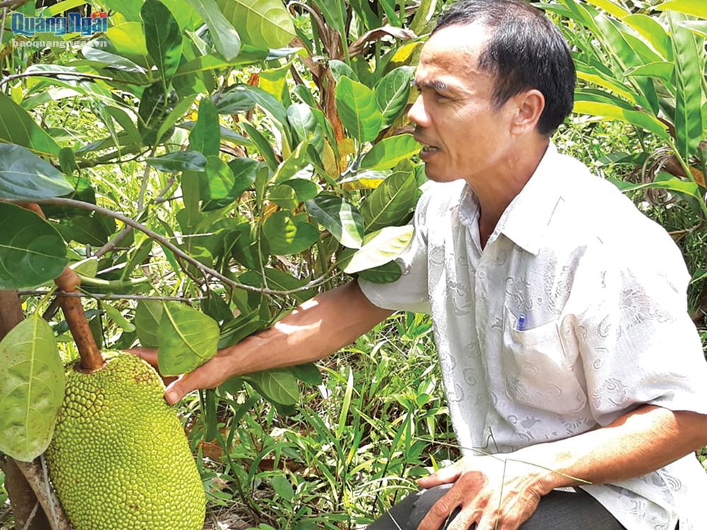 Ông Đinh Văn Tiến, ở xã Long Sơn (Minh Long) chăm sóc vườn mít của gia đình.  Ảnh: T.THOANG
