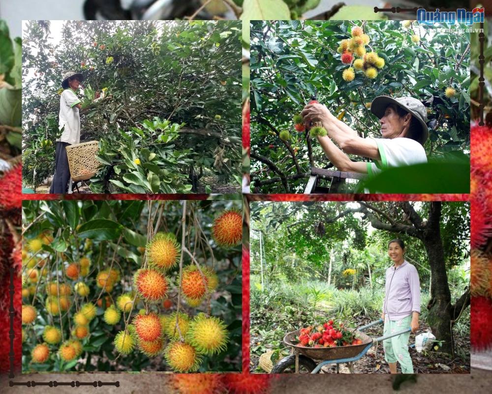 Những cây chôm chôm 27 năm tuổi có tán rộng, cho trái xum xuê của ông Nguyễn Đăng Hiệp. 