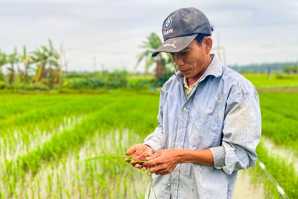 Video: Nông dân đón Tết nhưng không quên chăm sóc đồng ruộng