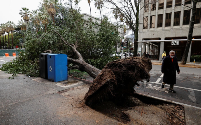 Cây bị đổ trong cơn bão ở trung tâm thành phố Sacramento, bang California, Mỹ, ngày 4/1/2023.