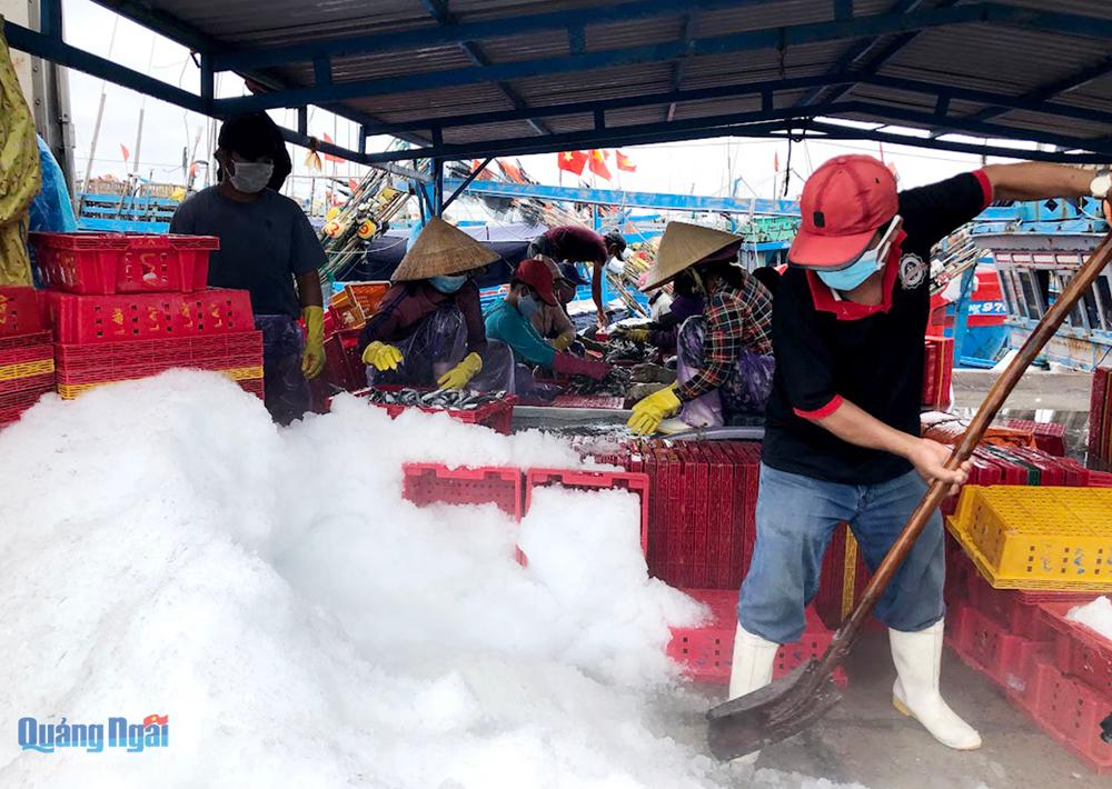 Dịch vụ hậu cần nghề cá tại cảng neo trú tàu thuyền Tịnh Hòa (TP.Quảng Ngãi) còn thủ công, chưa đáp ứng các yêu cầu về vệ sinh và tỷ lệ cơ giới hóa.