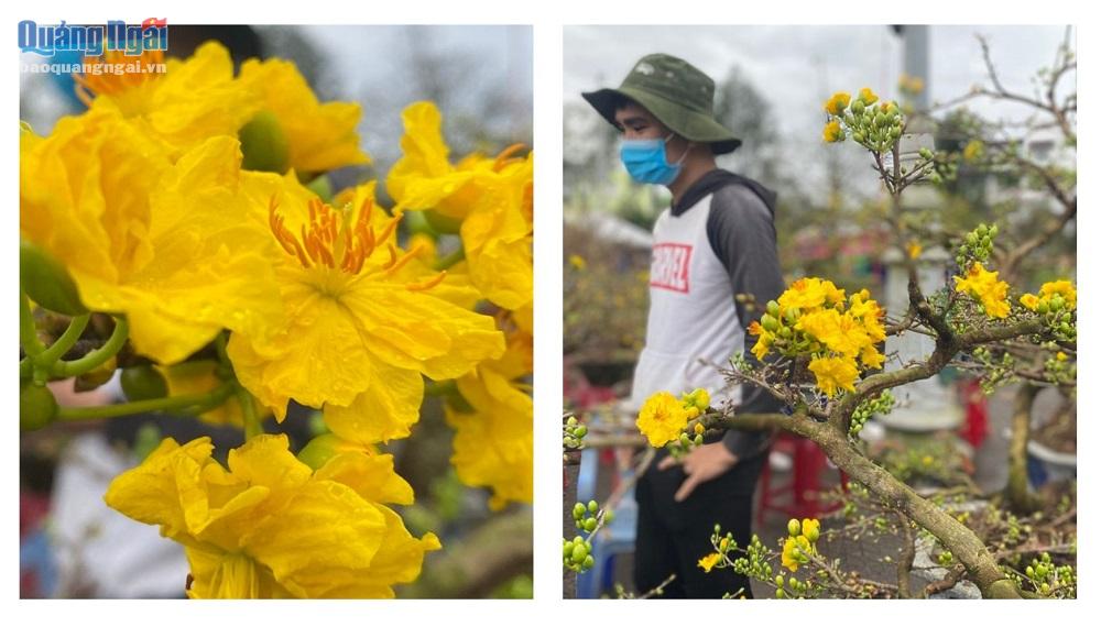 Anh Lê Đình Tín, ở tỉnh Bình Định mang ra chợ hoa TP.Quảng Ngãi hơn 200 chậu mai. Anh vẫn chưa bán được chậu nào. Hoa mai gặp mưa lạnh, cánh hoa rũ xuống. 